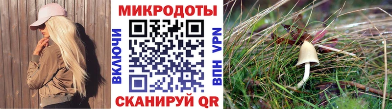 Псилоцибиновые грибы Psilocybe  Кандалакша 